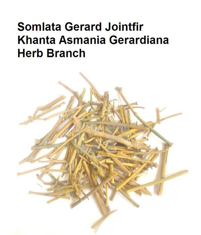 HelloYoung Somlata Gerard Jointfir Khanta Asmania Branch Stem Whole 500g(17.63oZ):