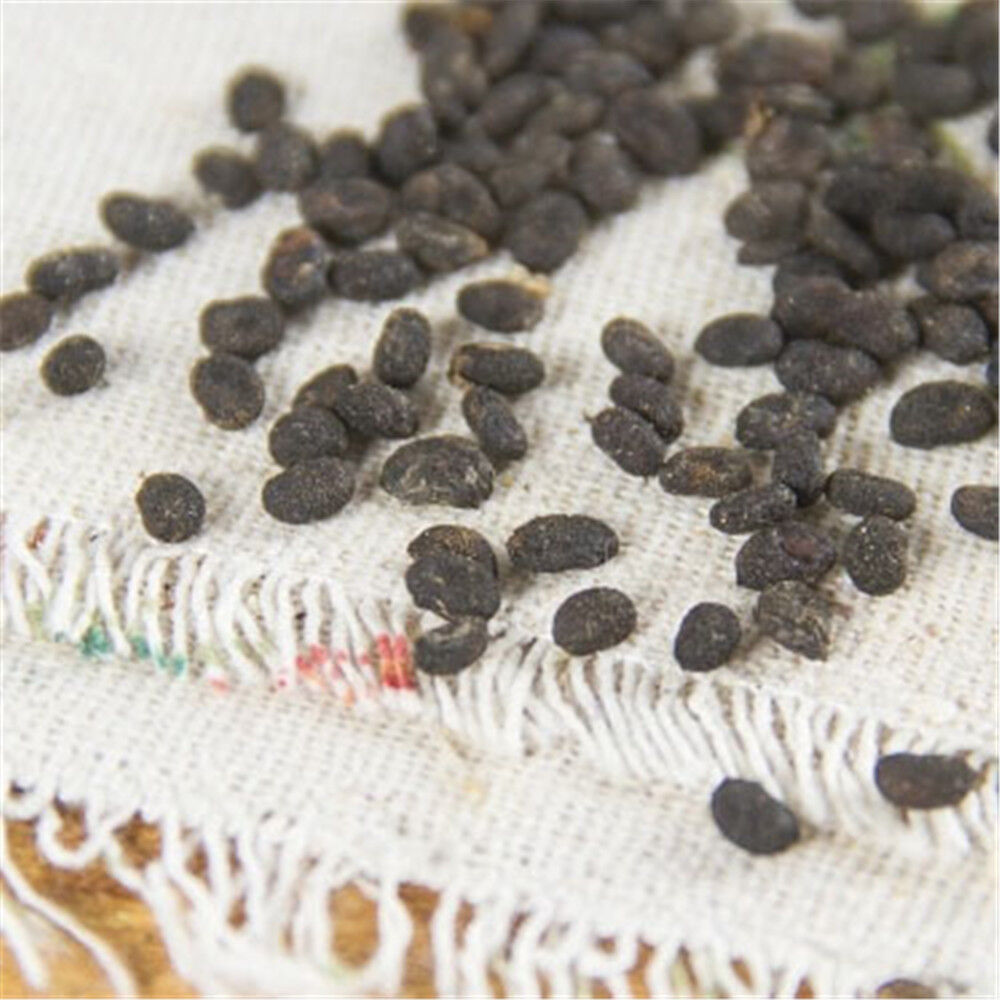 HelloYoung Natural Bu Gu Zhi Ecology Herbal Medicine Psoralea Fruit Chinese Herbal Tea 100%