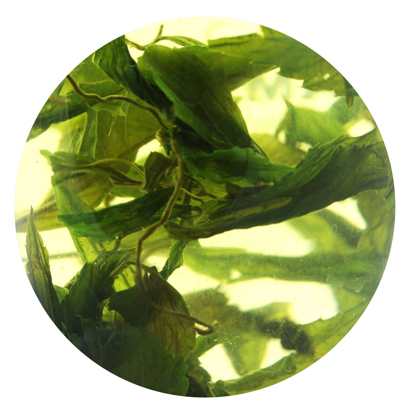 HelloYoung HELLOYOUNG 250g Supreme 7Leaf Jiaogulan Gynostemma Pentaphyllum Tea Herbal Green