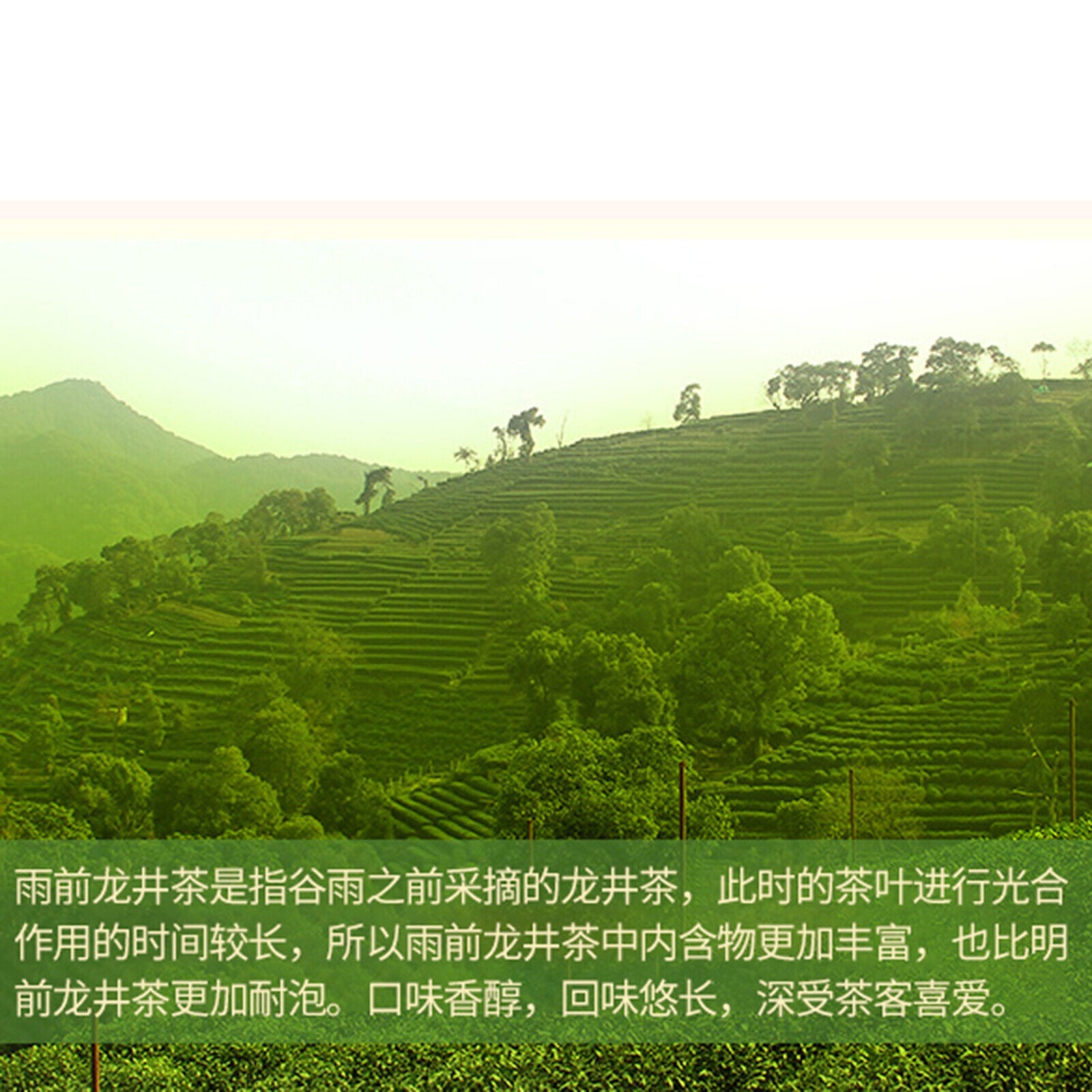 HelloYoung 100g Xihu Longjing Tea of Before The Rain Top Green Fragrant Tea西湖牌 龙井茶叶 雨前浓香新茶