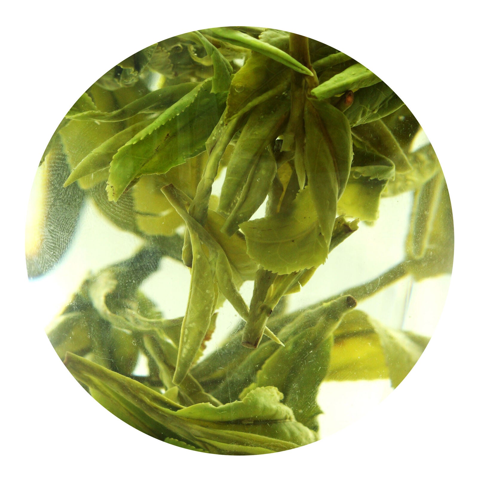 HelloYoung HELLOYOUNG Supreme Xihu Longjing Dragon Well Chinese Green Tea Spring Loose Leaf