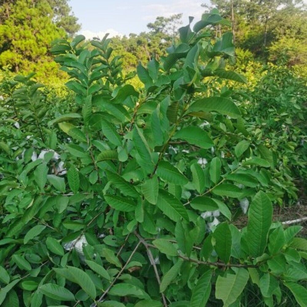 HelloYoung 100% Original Raw Guava Leaves Herbal Tea Weight Loss Fat Burner Skin Care