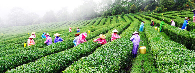 HelloYoung Box Original Taiwan High Mountain Tea "Spring Rain" Fresh Jibian Oolong Tea 256g