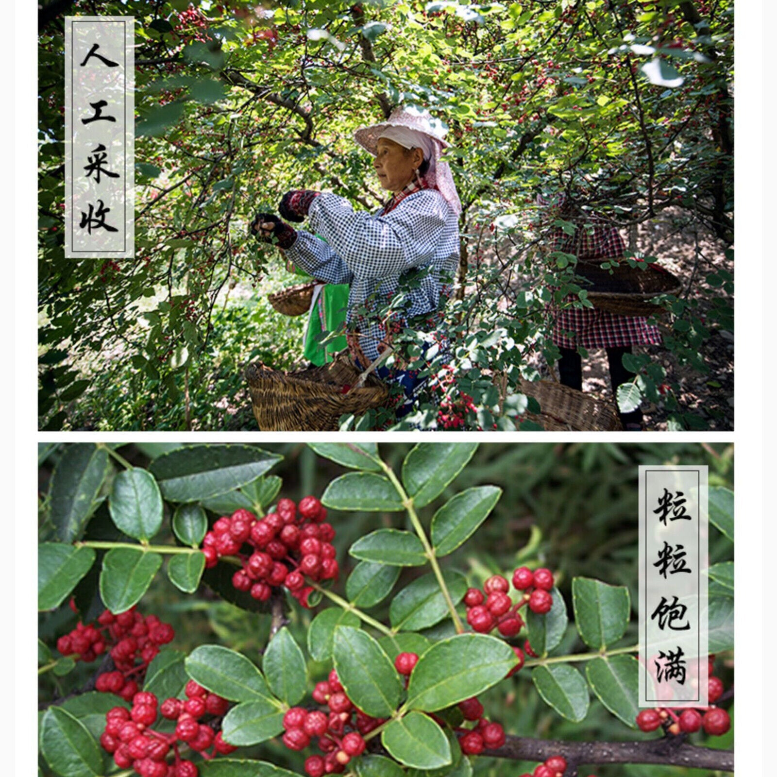 HelloYoung Peppercorn Sichuan Huajiao Red Pepper Healthy Herbal for Cooking and Soup250g