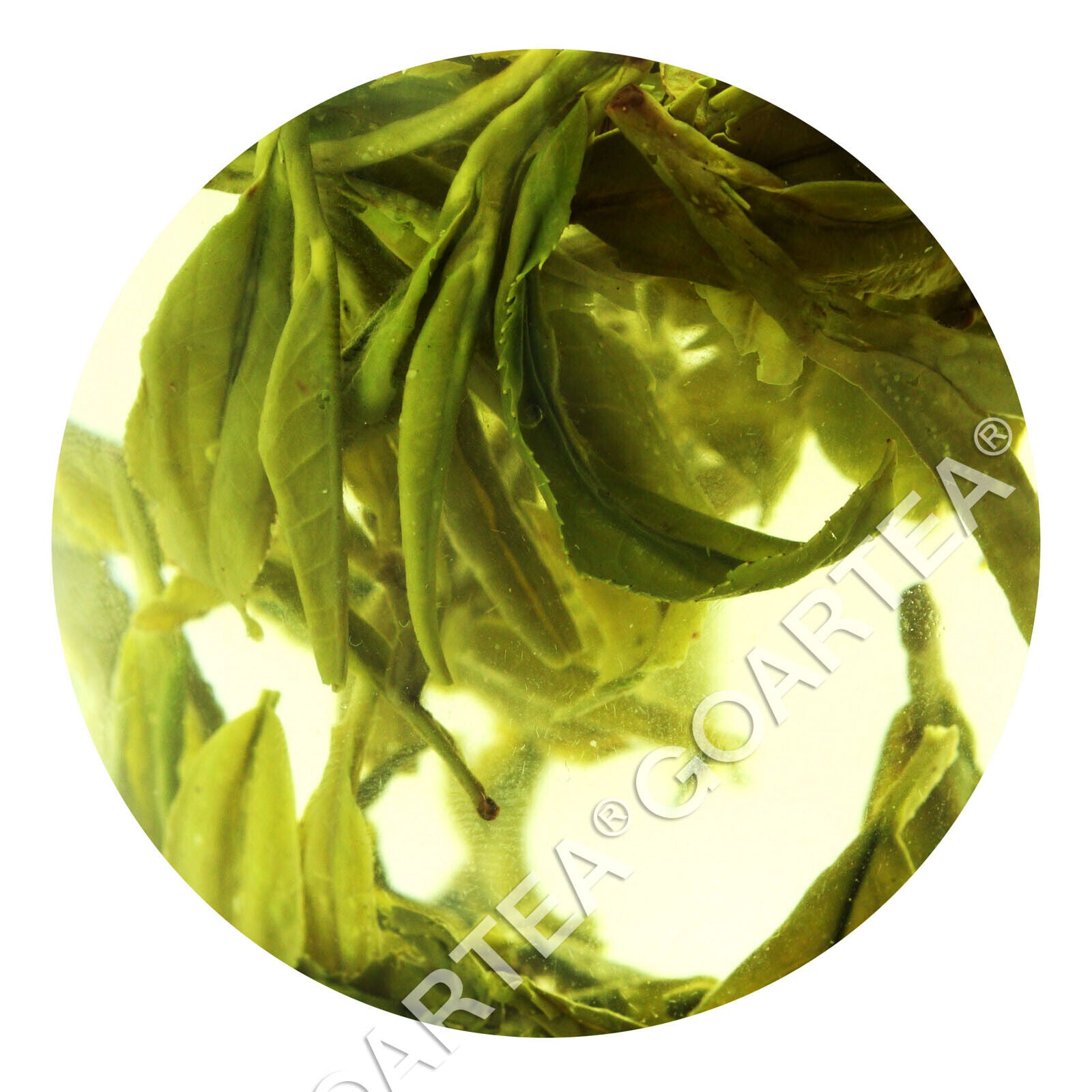 HelloYoung HELLOYOUNG Top Grade Xihu Longjing Dragon Well Chinese Green Tea Spring Leaf