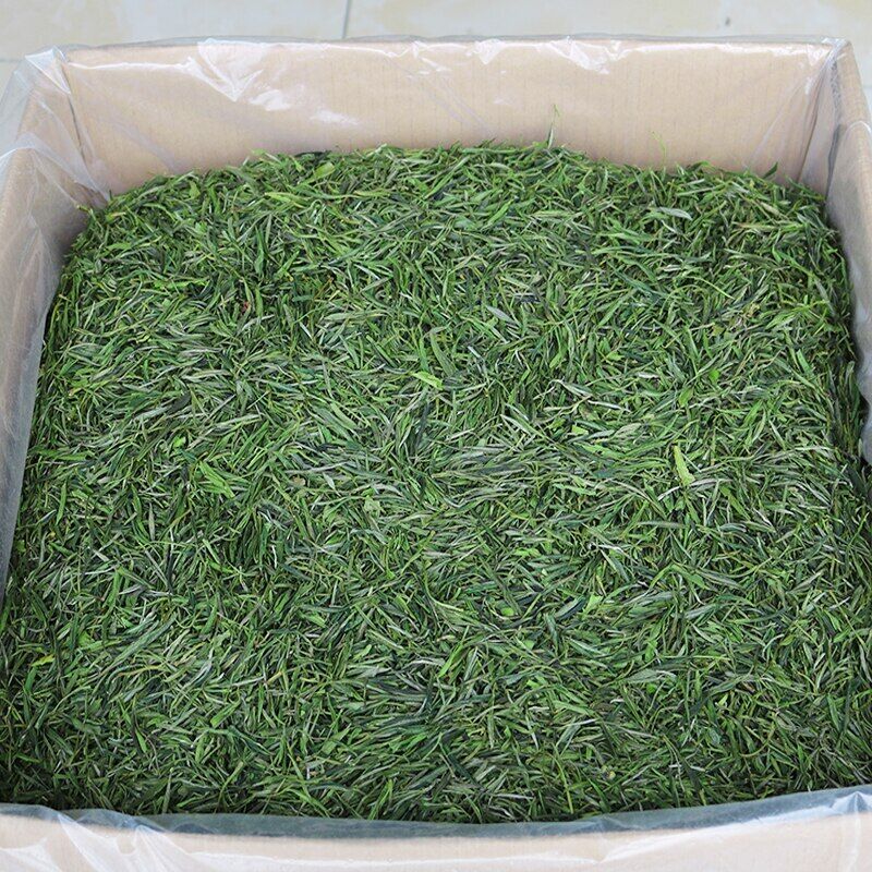 HelloYoung Huang Shan Mao Feng Green Tea Early Spring Maofeng Chinese Yellow Mountain Tea