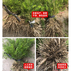 HelloYoung Dried Asparagus Natural Healthy Herbal Tea Tianmendong 天门冬干货 煲汤泡酒500g 天然健康草本煲汤料