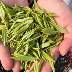 HelloYoung Premium Grade Zhejiang AnJi Bai Pian White Tea An Ji Bai Cha Green Tea 250g