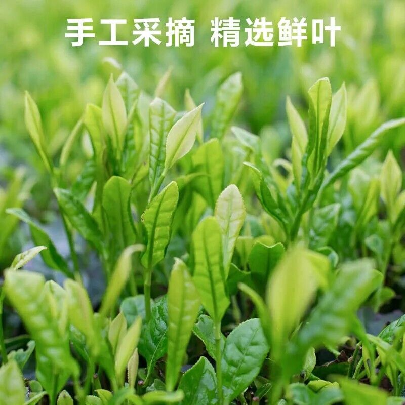 HelloYoung 250g Early Spring Top Grade Yellow Tea Silver Needle, huoshan huangya Green Tea