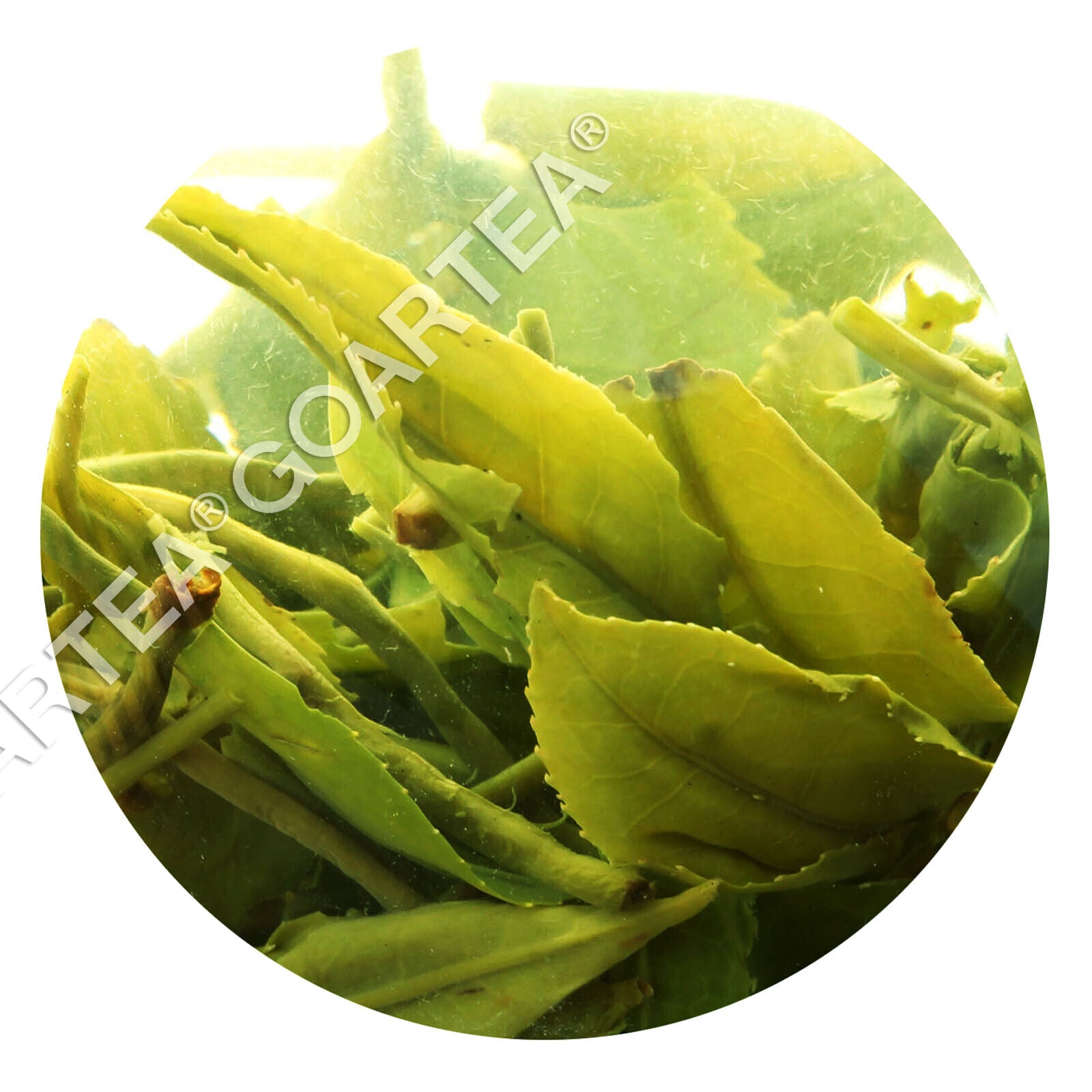 HelloYoung HELLOYOUNG 250g Supreme Suzhou Biluochun Green Tea Spring Chinese Pi lo Chun