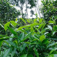 HelloYoung Yunnan Shudaizi Spring Break Puer Tea Jing Mai Lan Xiang Cha Aged Puer 357g