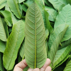 HelloYoung 500g Top Grade Guava Leaves Powder Herbal Tea Weight Loss Fat Burner Skin Care