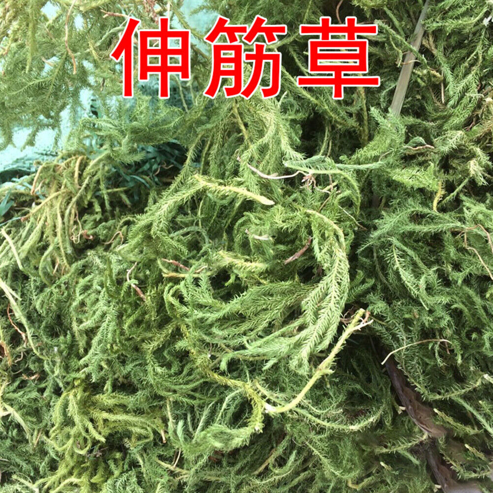 HelloYoung Ecology Tendongrass Natural Healthy Herbal Tea New Shenjincao Herbal Drink 500g