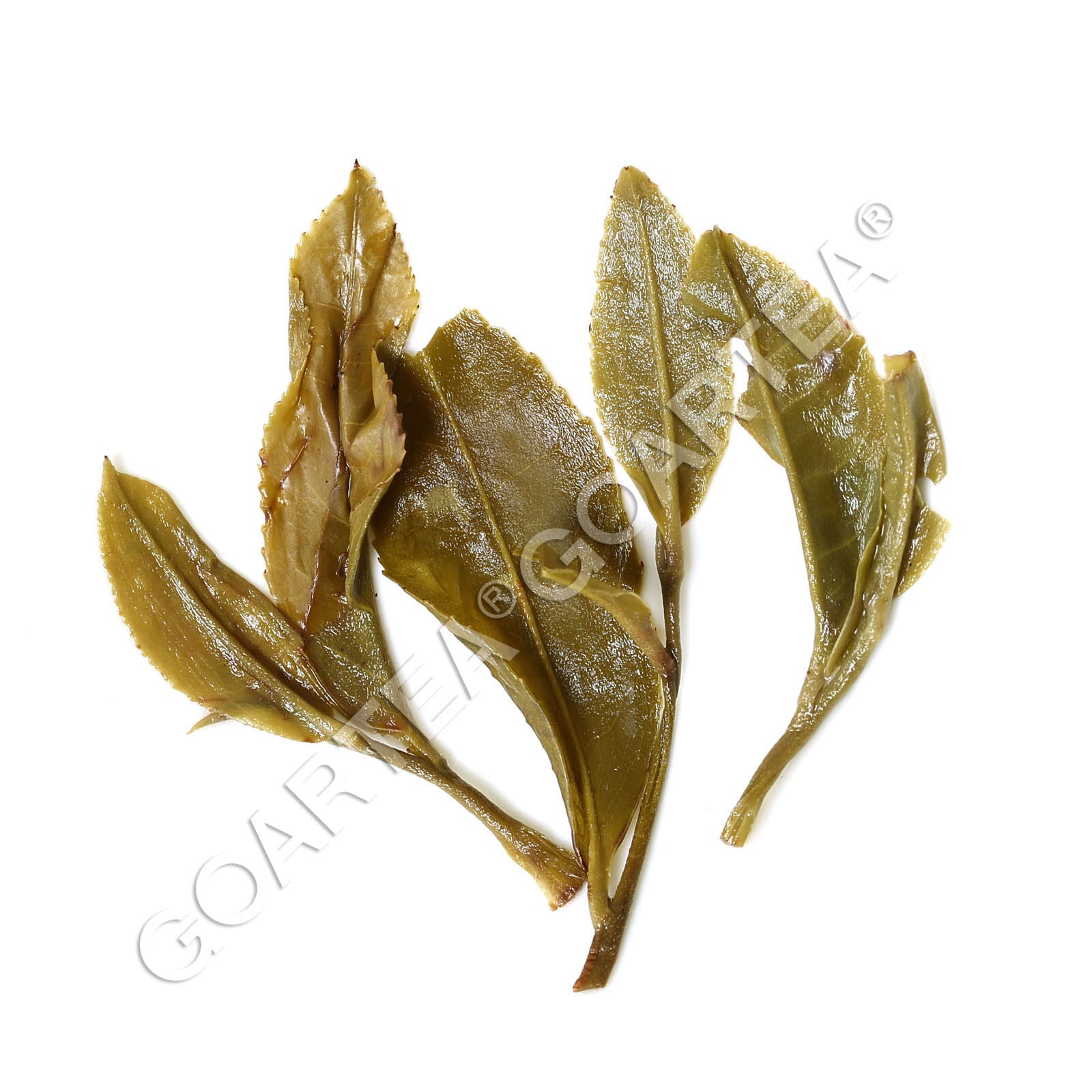 HelloYoung HELLOYOUNG Premium Jasmine Dragon Pearl Loose Leaf Chinese Green Tea Hand Rolled