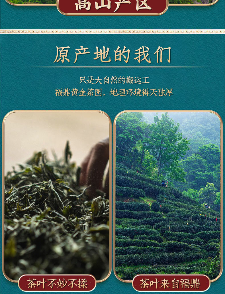 HelloYoung White Hairs Silver Needle Fuding White Tea Spring Tea Ming Qian First Pick 50g
