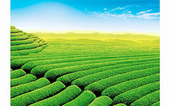 100% Pure USDA Organic Matcha Green Tea Powder Japanese PREMIUM Grade 80g